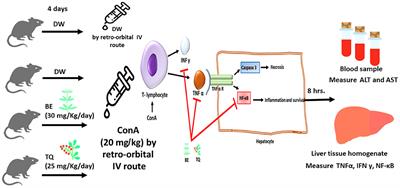 Berbamine and thymoquinone exert protective effects against immune-mediated liver injury via NF-κB dependent pathway